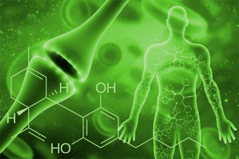 What is the Endocannabinoid System
