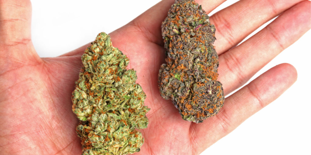 Sativa Vs Indica Vs Hybrid Archives 2one2 Cannabis Dispensary