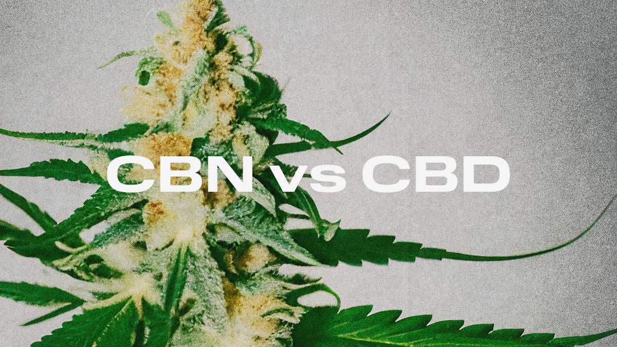 CBN Vs CBD: Exploring The Difference And Benefits — 2one2 California ...